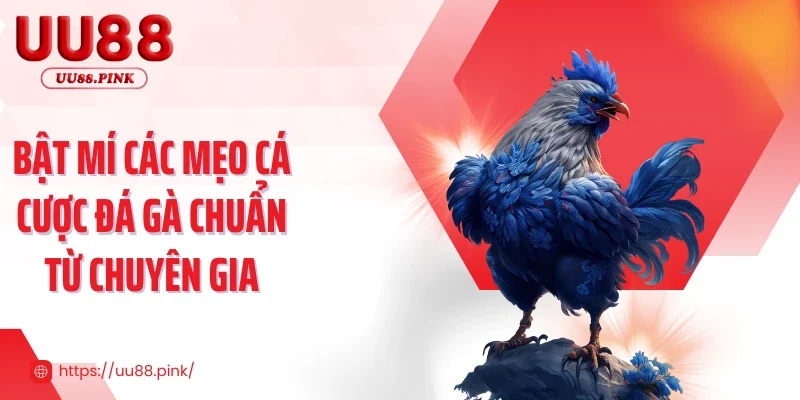 Bật mí các mẹo cá cược đá gà chuẩn từ chuyên gia