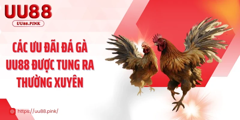 Các ưu đãi đá gà UU88 được tung ra thường xuyên