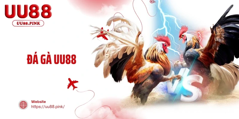Đá Gà UU88 - Chơi Sảnh Quốc Tế, Nhận Khuyến Mãi Khủng