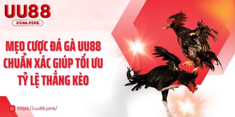 Mẹo cược đá gà UU88 chuẩn xác giúp tối ưu tỷ lệ thắng kèo